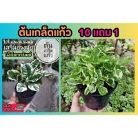 ราคา ต้นเกล็ดแก้ว ไม้มงคลเสริมฮวงจุ้ย ไม้ประดับ สมุนไพร ต้นไม้ ฟอกอากาศ สวน จัดสวน แต่งบ้าน สวนครัว ไม้คลุมดิน ปลูกง่าย (25179926741)