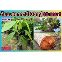 ราคา ต้นมะฮอกกานีใบใหญ่ สูง 40 50 ซม ปลูกป่า ธรรมชาติ ต้นไม้ป่าเศรษฐกิจ ไม้ยืนต้นปลูกเพื่อออมเงิน ร่มรื่น สวน ตกแต่ง (25129500229)