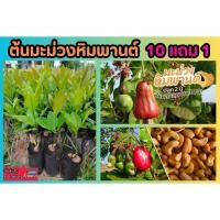 ราคา ต้นมะม่วงหิมพานต์ ผักน้ำพริกพื้นบ้าน ไม้ประดับ สมุนไพร ต้นไม้ ฟอกอากาศ จัดสวน แต่งบ้าน สวนครัว ไม้ยืนต้น ทนแดดทนฝน (25058485525)