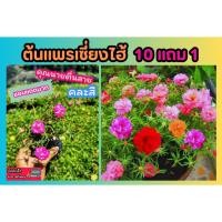 ราคา ต้นแพรเซี่ยงไฮ้ คละสี เลือกสีไม่ได้ค่ะ คุณนายตื่นสาย ต้นไม้ชอบแดด ไม้ดอก ทนแดด ทนฝน ไม้ประดับ ตกแต่งบ้าน สวน ป่า (24980574620)