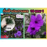 ราคา กิ่งฟ้าประทานพร สีม่วง ต้อยติ่งฝรั่ง ต้นไม้มงคล ดิน ปุ๋ย กระถาง ไม้ทนแดด ไม้ดอก ฟอกอากาศ ต้นไม้ ตัดสด 1บาท ส่งฟรี ดอกไม้ (24958485405)