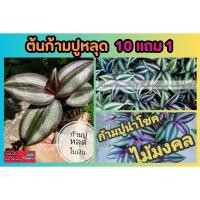 ราคา ต้นก้ามปูหลุด ใบเงิน ต้นปีกแมงสาป ต้นแข็งแรงในกระถาง 2 5นิ้ว ตกแต่งบ้าน จัดสวน ร่มรื่น ปลูกธรรมชาติ ปลอดสารเคมี ปุ๋ย (24779394799)