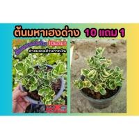 ราคา ต้นมหาเฮงด่าง ต้นไม้มงคลเสริมการเงิน จัดสวน แต่งบ้าน ดิน หิน ปุ๋ย กระถาง ไม้ด่างเสริมดวง กิ่งตอน ต้นกล้า เมล็ดพันธุ์ (24633938146)