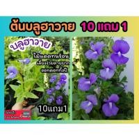 ราคา ต้นบลูฮาวาย ดอกไม้ ไม้แดด จัดสวน แต่งบ้าน ต้นไม้ ประดับสวน ดิน ปุ๋ย กระถาง ผัก ผลไม้ สวนครัว สมุนไพร ไม้มงคล กระถาง (24625655457)