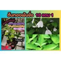 ราคา ต้นทองพันชั่ง ต้นไม้สมุนไพร รักษามะเร็ง สมุนไพรพื้นบ้าน แก้กลากเกลื้อน ลดความดัน โบราณ ผัก ตำรับยาอภัยภูเบศน์ สวนครัว (24534226639)