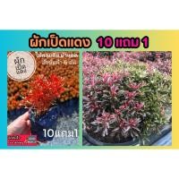ราคา ผักเป็ดแดง ต้นไม้มงคล คลุมดิน ปลูกธรรมชาติ ปลอดสารพิษ ต้นแข็งแรง ทนแดด ไม้ประดับ สมุนไพร ฟอกอากาศ จัดสวน แต่งบ้าน (24508481897)