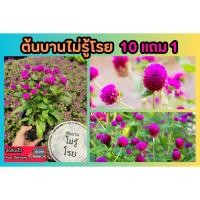 ราคา ต้นบานไม่รู้โรย สีบานเย็น ต้นจริง ติดดอกพร้อมบาน ปลูกง่าย ตกแต่งบ้าน สวน ปลอดสารเคมี ธรรมชาติ ไม้ดอกไม่ประดับ ป่า (24508481528)