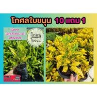 ราคา โกศลใบขนุน ต้นโกศล ไม้มงคล ปลูกแล้วเสริมบารมีอยู่เย็นเป็นสุข ไม่ประดับ ตกแต่งบ้าน แต่งสวน ทางเดิน ปลูกง่าย ต้นไม้ ดิน (24479921867)