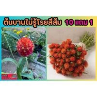 ราคา ต้นบานไม่รู้โรยสีส้ม ดอกไม้ ทนแดด จัดสวน แต่งบ้าน อาหารนก แฮใสเตอร์ ผัก ชาดอกไม สมุนไพรไทย ดิน ปุ๋ย กระถาง เมล็ดพันธุ์ (24408481415)