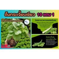 ราคา ต้นกระเจี๊ยบเขียว ปลอดสารพิษ พืช ผักสวนครัว สมุนไพร ผักพื้นบ้านต้านอนุมูลอิสระ บรรเทาอาการเบาหวาน อภัยภูเบศ น์ ผักเคียง (24378944976)