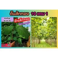 ราคา ต้นสักทอง ต้นกล้าสูง 25 40 ซม ต้นไม้ป่าเศรษฐกิจ ปลูกป่า ธรรมชาติ ไม้ยืนต้น ปลูกเพื่อออมเงิน ร่มรืน ต้นไม้แข็งแรง (24329501135)