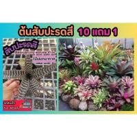 ราคา ต้นสับปะรดสี จัดสวน แต่งบ้าน ต้นไม้มงคล ในร่ม ไม้ฟอกอากาศ คอนโด ไม้ใบ สวนเฟริน ปุ๋ย ดิน หิน กระถางต้นไม้ หญ้า ธรรมชาติ (24280735346)