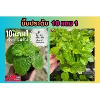 ราคา มิ้นประดับ สระแหน่ ต้นไม้พืชคลุมดิน แต่งสวน ไม้มงคล ไม้ในร่ม จัดบ้าน แต่งสวน ต้นไม้มงคล ดิน เมล็ด ต้นกล้า ปุ๋ย กระถาง (24277506597)