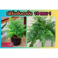ราคา เฟิร์นอันดามัน ไม้ประดับในร่ม จัดสวน ตกแต่งบ้าน ห้องนอน ฟอกอากาศ ร่มรื่น ไม้ประดับ สมุนไพร ต้นไม้ สวนครัว ปลูกง่าย (24080769271)