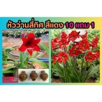 ราคา หัวว่านสี่ทิศ สีแดง ดอกใหญ่สีแดงจัด ปลอดสารพิษ ปลูกธรรมชาติ พืชสวน ไร่นา ปลูกง่าย ลงดิน ปุ๋ย ออแกนิก ดอกไม้ บัวดินไทย (24008485499)