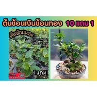 ราคา ต้นช้อนเงินช้อนทอง ต้นไม้มงคล เรียกทรัพย์ บอนไซ จัดสวน แต่งบ้าน ดินปุ๋ย กระถาง ฟอกอากาศ ไม้ดัด ไม้สายมู ไม้ใบ ฮวงจุ้ย (23264383157)