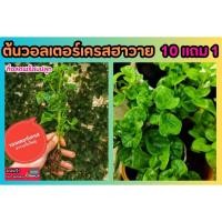 ราคา ต้นวอลเตอร์เครส ฮาวาย กิ่งสดมีรากแก้วพร้อมปลูก ผักเป็ดญี่ปุ่น ปลูกธรรมชชาติ ปลอดสาร ผักสวนครัว พื้นบ้าน สวนประดับบ้าน (22890050729)