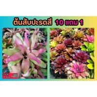 ราคา ต้นสับปะรดสี ต้นไม้มงคล ไม้ฟอกอากาศ จัดสวน แต่งบ้าน คอนโด ในร่ม รำไร ไม้ใบ สวนเฟริน ปุ๋ย ดิน หิน กระถางต้นไม้ หญ้า พืช (19496537474)