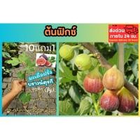 ราคา ต้นฟิก ต้นมะเดื่อฝรั่ง บราวน์ตุรกี กิ่งตอนรากแน่น brown turkey fig tree small size ผักสวนครัว ผลไม้ ปลอดสาร ต้นไม้ (19087306397)
