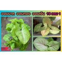 ราคา ออมนาค ออมทอง ออมเงิน Syngonium Varieties ต้นไม้มงคล ตกแต่งบ้าน สวน ผักสวนครัว ธรรมชาติ ปลูกง่าย ปลอดสารเคมี (18187317394)