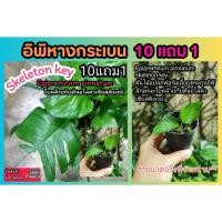 ราคา Epipremnum pinnatum skeleton key อิพิหางกระเบน ต้นไม้แปลก ด่าง เลื้อย พลูด่าง มงคล ฟอกอากาศ จัดสวน แต่งบ้าน ผักสวนครัว (26806798143)