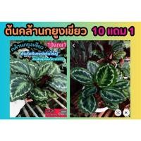 ราคา ต้นคล้านกยูงเขียว จัดสวนในร่ม ต้นไม้ฟอกอากาศ ธรรมชาติเฟริน ดิน ปุ๋ย กระถาง ผักสวนครัว ต้นกล้า เมล็ดพืช กิ่งชำ แต่งบ้าน (26315405939)