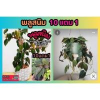 ราคา พลูสนิม Philodendron mican velvet leaf ต้นไม้ในร่ม พลูด่าง ไม้แขวน ม่าน มงคล ฟอกอากาศ จัดสวน ธรรมชาติ ไม้ในบ้าน ปลูก (25858485724)