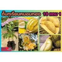 ราคา ต้นทุเรียนหมอนทอง เสียบยอด จันทบุรี สูง 75 ซม 1เมตร ราชินีผลไม้ ต้นกล้าไม้ ผักสวนครัว ก้านยาว มูซันคิง เพาะเมล็ด ดิน (26654773274)