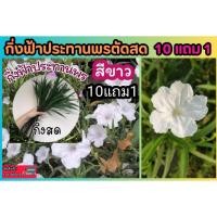 ราคา กิ่งฟ้าประทานพรตัดสด ต้อยติ่งฝรั่ง สีขาว ไม่ดอก ทนแดด ฟอกอากาศ จัดสวน แต่งบ้าน ผักสวนครัว ดิน กระถาง ปุ๋ย ต้นไม้ 1บาท (24958485521)