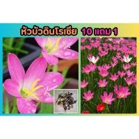 ราคา หัวบัวดินโรเซีย สีชมพูสด แพ็ค 5 หัว ปลูกง่าย ดอกสวย โตไว ตกแต่งบ้าน จัดสวน ไม้ประดับ รั้วบ้าน ดินหิน บัว ป่า ธรรมชาติ (28650404889)