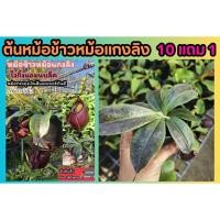 ราคา ต้นหม้อข้าวหม้อแกงลิง ต้นไม้กินแมลง สวนถาด เทอราเลี่ยม Terrarium มอส เฟริน น้ำตก สวนขวด หิน ดิน โหลแก้ว ต้นไม้ปลอม ดอก (27269601954)