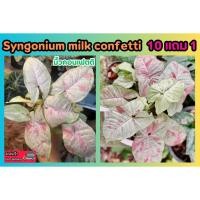 ราคา Syngonium milk confetti มิ้วคอนเฟตติ ไม้ด่าง ไม้สะสม ต้นเงินไหลมา ต้นไม้ฟอกอากาศ สวนหิน แต่งบ้าน จัดสวน ปุ๋ย ดิน กระถาง (25829101128)