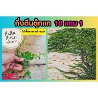 ราคา กิ่งตีนตุ๊กแก ต้นตีนตุ๊กแก ต้นไม้สะท้อนความร้อน ปลูกได้ทั้งร่มและแดด ตกแต่งบ้าน สวน ร่มรื่น ประดับ ตกแต่ง พื้นสวน (25575602332)