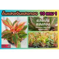 ราคา ต้นแสงเงินแสงทอง ต้นไม้มงคล ฟอกอากาศ ปลูกในบ้าน ไม้ประดับ จัดสวน แต่งบ้าน ไม้ใบ ผัก ผลไม้ สีแดง อโกลนีมา ดินปุ๋ย กระถาง (25179875790)
