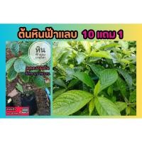 ราคา ต้นหินฟ้าแลบ บาตูนีตา สมุนไพรไทยโบราณ ต้นไม้ เบาหวาน รักษา บำรุง ป้องกัน ฟื้นฟู อภัยภูเบศน์ ยา ผักสวนครัว ไม้มงคล (27956802035)