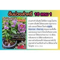 ราคา ต้นม่วงส่าหรี กระถาง 8 นิ้ว ดอกไม้สีม่วง ต้นกล้า กิ่งชำ เพาะเมล็ด เมล็ดพันธุ์ ต้นไม้มงคล ผัก ผลไม้ ดิน ปุ๋ย กระถาง ว่าน (29906140865)