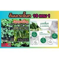 ราคา ต้นมะระขี้นก เบาหวาน ลดน้ำตาล สมุนไพรไทย ผัก น้ำพริก สลัด ต้นกล้า ผลไม้ ดิน ปุ๋ย เมล็ดพันธุ์ มะระจีน ชา ปลอดสารเคมี (29704738576)