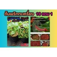 ราคา ต้นพริกกะเหรี่ยง เม็ดยาว ต้นกล้า ผักสวนครัว พริกจินดา พริกขี้หนูสวน พริกกระเหรียง ผักสมุนไพรไทย น้ำพริก เมล็ดพันธุ์ไม้ (29755005341)