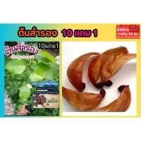 ราคา ต้นสำรอง หมากจอง ต้นพุงทลาย ลดไขมัน ลดความอ้วน ต้นไม้สมุนไพรไทย ต้น อภัยภูเบศร์ ผักสวนครัว ผลไม้ ไม้ยืนต้น ไม้เศรษฐกิจ (56706731387)