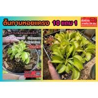 ราคา ต้นกาบหอยแครง ต้นไม้ พืชน้ำ กินแมลง หม้อข้าวหม้อแกงลิง จัดสวนขวด Terrarium สวนถาด กล้วยไม้ เฟิร์น มอสดิ ต้นไม้น้ำ ตู้ปลา (52056724861)