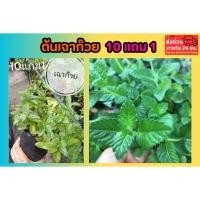 ราคา ต้นเฉาก๊วย ปลูกธรรมชาติ ปลอดสาร ปลูกง่าย พืชสวนครัว วุ้นเฉาก้วย ช่วยดับร้อน สมุนไพรไทย วุ้นธรรมชาติ พืชใบเขียว เครือหมา (42327139476)