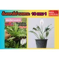 ราคา ต้นเดหลีด่างแคระ ดอกสีขาว ต้นเดหลี หน้าวัว เฟริน มอส หญ้าปูสนาม ดิน ปุ๋ย กระถาง ผักสวนครัว ต้นไม้ เมล็ดพันธุ์ กิ่งตอน (42227251770)