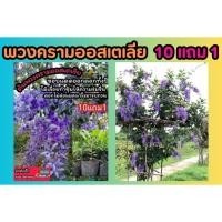 ราคา พวงครามออสเตเลีย ออสเตเรีย สีม่วงไม้มงคล ต้นไม้เลื้อย ซุ้มดอกไม้ ต้นไม้ฟอกอากาศ ต้นกล้า เมล็ดพันธุ์ กิ่งตอน ช่อม่วง ดิน (26306208420)