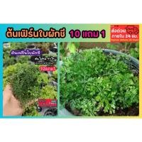 ราคา ต้นเฟิร์นใบผักชี สวนขวด ต้นไม้จัดสวน terrarium ต้นไม้คลุมดิน จัดสวนน้ำตก จัดบ้าน สวนแก้ว กระถาง เมล็ดพันธุ์ ดอกไม้กินได้ (24746175228)