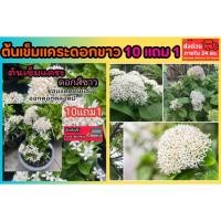 ราคา ต้นเข็มแคระดอกขาว สนามหญ้า ไม้พุ่ม ไม้แดด ต้นไม้แดด ผักสวนครัว ต้นกล้า เมล็ดพันธุ์ หญ้านวลน้อย ใบต่างเหรียญ หญ้ามาเล (47402956091)