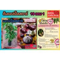 ราคา ต้นแอปเปิ้ลสตาร์ ต้นไม้หายาก ผลไม้โบราณ ดิน ปุ๋ยธรรมชาติ กระถาง ต้นไม้ มะเดื่อฝรั่ง ฟิกซ์ เมล็ดพันธุ์ ต้นกล้า หมากน้ำนม (42960668755)