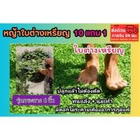ราคา หญ้าใบต่างเหรียญ กระถาง6นิ้ว ต้นไม้หายาก หญ้าปูพื้น สวน หญ้านวลน้อย หญ้ามาเลย์ หญ้าญี่ปุ่น หญ้าแพรก คลุมดิน ต้นตีนตุ๊กแก (42610680247)
