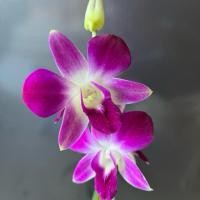 ราคา กล้วยไม้หวายแดงอุดร ติดดอก 10 ต้น 150 ตัดดอกขายได้ทั้งปี (52556750229)