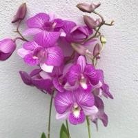 ราคา เซ็ต 10 ต้น 150 กล้วยไม้หวายแคระ ส่งแบบยังไม่มีดอก เลี้ยงต่อเน้นปุ๋ย 1 2 เดือนออกดอก (48756767393)