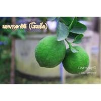 ราคา กิ่งพันธุ์มะนาวตาฮิติ ไร้เมล็ด (17774711)